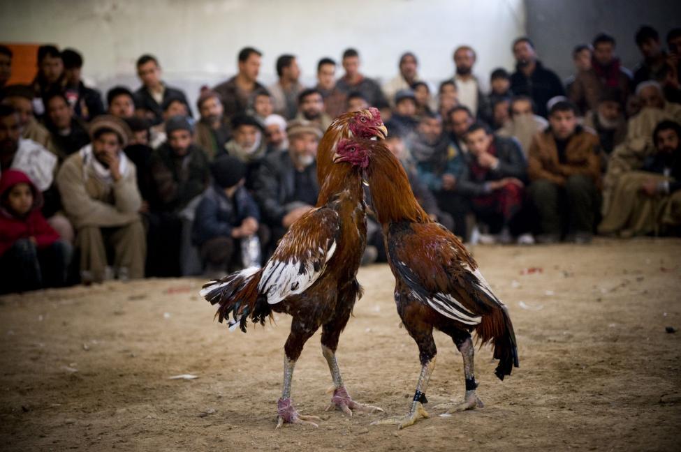 Alasan Mengapa Judi Sabung Ayam Online Selalu Menarik