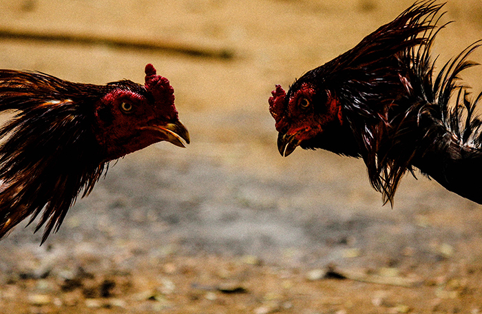 Bermain Sabung Ayam Online S128 dan Tipsnya