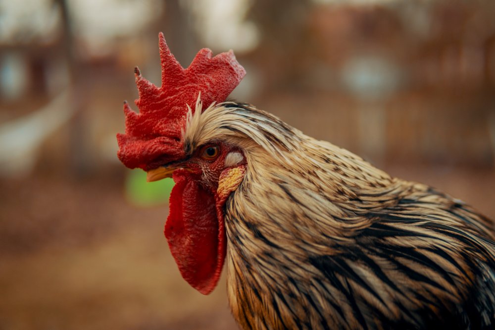 Kenapa Bermain Judi Sabung Ayam Saat Ini
