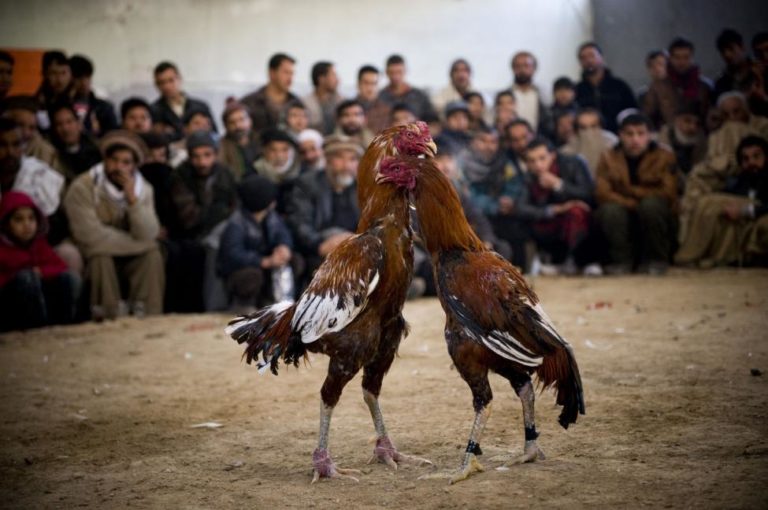  Alasan  Mengapa Judi Sabung Ayam  Online Selalu Menarik 