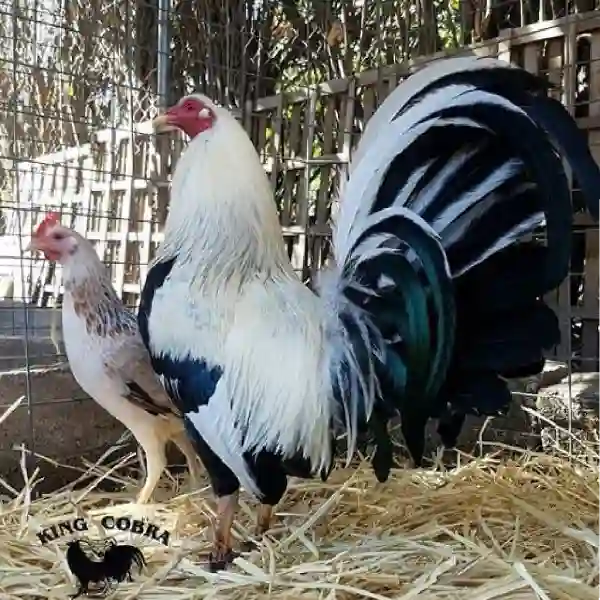 Panduan Lengkap Membesarkan Ayam Aduan Sejak Anakan